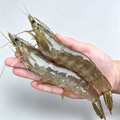 Frozen Raw Large Prawns